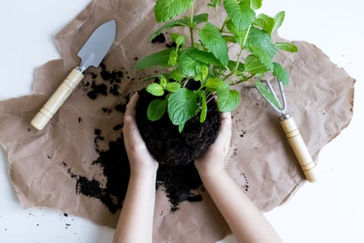 Childs hands planting green mint with garden tools on brown paper background.