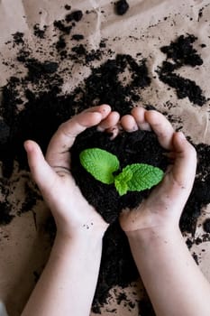 Childs hands holding green plant in soil symbolizing growth and nature conservation.