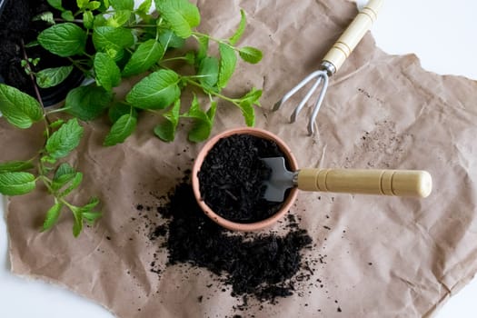 Herb gardening essentials. Fresh mint and potting soil with mini hand fork on craft paper.