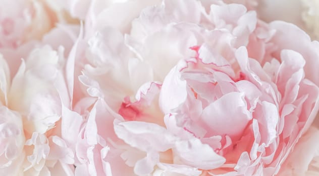 White pink peony petals. Soft focus. Abstract floral background for holiday design. High quality photo