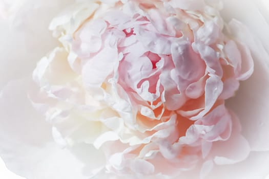 White pink peony petals. Soft focus. Abstract floral background for holiday design. High quality photo