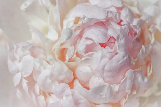 White pink peony petals. Soft focus. Abstract floral background for holiday design. High quality photo