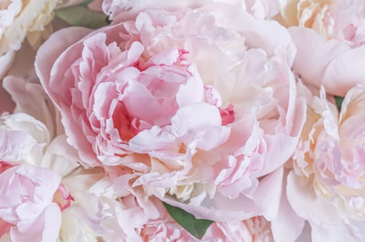 White pink peony petals. Soft focus. Abstract floral background for holiday design. High quality photo