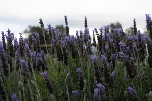 A breathtaking field of lavender blooms against a moody sky, capturing the essence of nature's beauty and serenity in a harmonious color palette of greens and purples.
