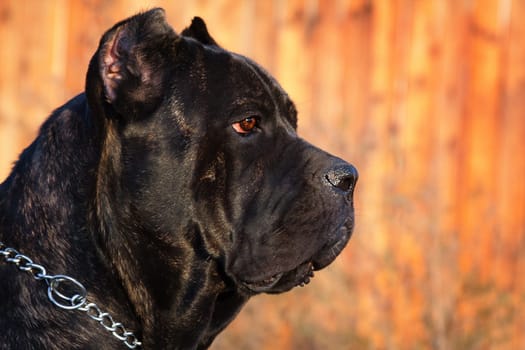 Kane-korso is a breed of dogs, one of the oldest representatives of the Molossian group. Ancient Roman fighting dogs are considered official ancestors. This breed is focused on protection and protection.