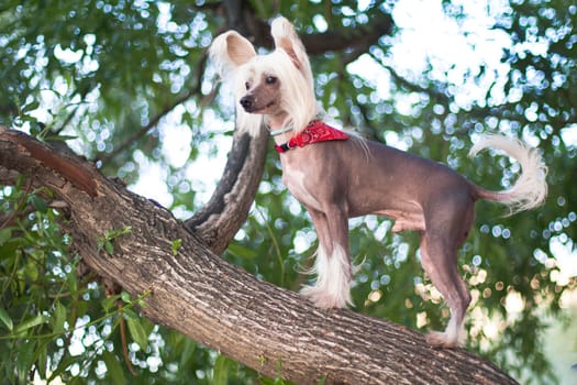 Chinese Crested Dog is a breed of dog. Dogs of this breed can be either hairless - naked individuals (hair is found only in the head, tail and extremities), and with soft veil-like hair covering the whole body - puffs (Powderpuff). They are odorless and do not fade (with the exception of downy ones).