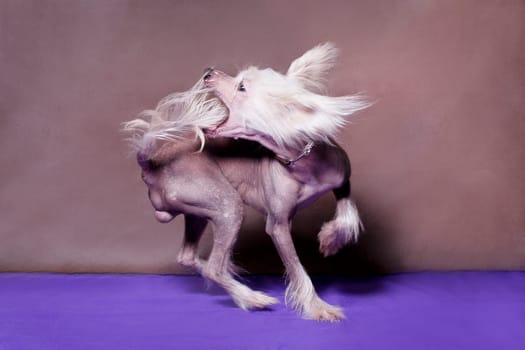 Chinese Crested Dog is a breed of dog. Dogs of this breed can be either hairless - naked individuals (hair is found only in the head, tail and extremities), and with soft veil-like hair covering the whole body - puffs (Powderpuff). They are odorless and do not fade (with the exception of downy ones).