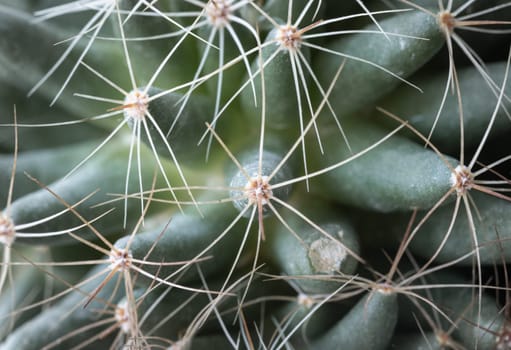 Close-up view of Mammillaria longimamma in detailed with sharp white prickles. Prickly green Finger cactus, Succulent Plant, Cactus flower, use it as your Space for text, Design, Wallpaper and Poster, Selective focus.