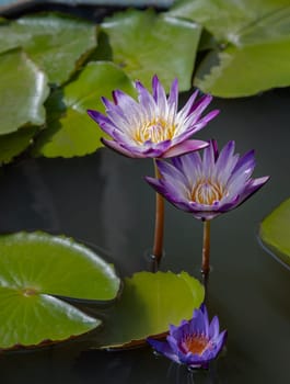 Yellow lotus stamens or Yellow lotus pollen in white purple lotus petals. Blossoming waterlily or Purple lotus flower blooms with green leaves background in the pond with natural daylight, Lotus is logo of spa and buddhism in asia, use it as your Wallpaper, Poster and Space for text, Selective focus.