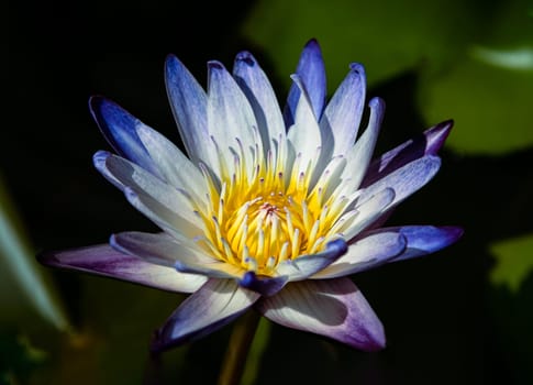 Yellow lotus stamens or Lotus pollen in white blue lotus petals of Blossoming waterlily or Lotus flower blooms and green leaves background with natural daylight, Lotus is logo of spa and buddhism in asia, use it as your Wallpaper, Poster and Space for text, Selective focus.