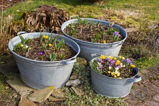 Rustic garden - spring flowers in  in tin tub - spring time