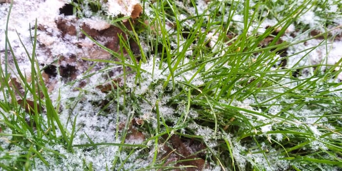 young green spring grass breaks through a thin layer of melting snow