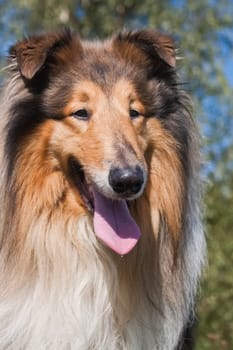 Collie is a proportional dog of medium height, fairly light in build, with a pointed muzzle. Collies are active, agile and in most cases have a pronounced shepherd's instinct.