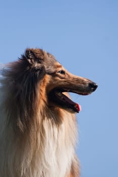 Collie is a proportional dog of medium height, fairly light in build, with a pointed muzzle. Collies are active, agile and in most cases have a pronounced shepherd's instinct.
