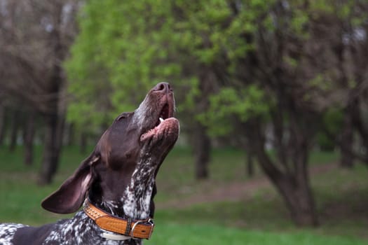 Kurtshaar is a hunting dog, or rather a pointing dog, that is, making a stand on a bird and a small animal. Kurzhaar is universal, works on all types of game birds. Best of all, the Kurzhaar manifests itself during a hunt in the field. Kurzhaar swims well, perfectly apportes, can be used as a bloodhound.
