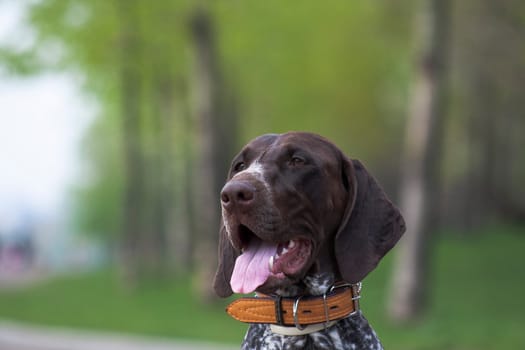 Kurtshaar is a hunting dog, or rather a pointing dog, that is, making a stand on a bird and a small animal. Kurzhaar is universal, works on all types of game birds. Best of all, the Kurzhaar manifests itself during a hunt in the field. Kurzhaar swims well, perfectly apportes, can be used as a bloodhound.