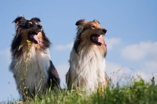 Collie is a proportional dog of medium height, fairly light in build, with a pointed muzzle. Collies are active, agile and in most cases have a pronounced shepherd's instinct.