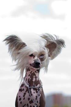 Chinese Crested Dog is a breed of dog. Dogs of this breed can be either hairless - naked individuals (hair is found only in the head, tail and extremities), and with soft veil-like hair covering the whole body - puffs (Powderpuff). They are odorless and do not fade (with the exception of downy ones).