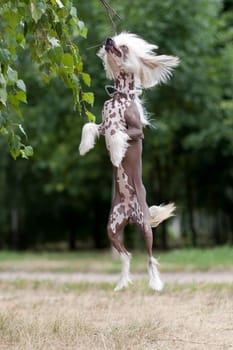 Chinese Crested Dog is a breed of dog. Dogs of this breed can be either hairless - naked individuals (hair is found only in the head, tail and extremities), and with soft veil-like hair covering the whole body - puffs (Powderpuff). They are odorless and do not fade (with the exception of downy ones).