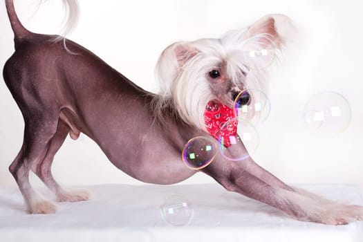 Chinese Crested Dog is a breed of dog. Dogs of this breed can be either hairless - naked individuals (hair is found only in the head, tail and extremities), and with soft veil-like hair covering the whole body - puffs (Powderpuff). They are odorless and do not fade (with the exception of downy ones).