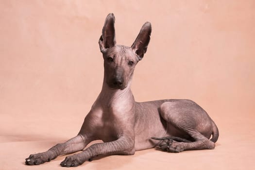 Brown-beige hairless xolo dog (xoloitzcuintle, Mexican hairless dog), beautifully lies indoors on a beige background in the studio