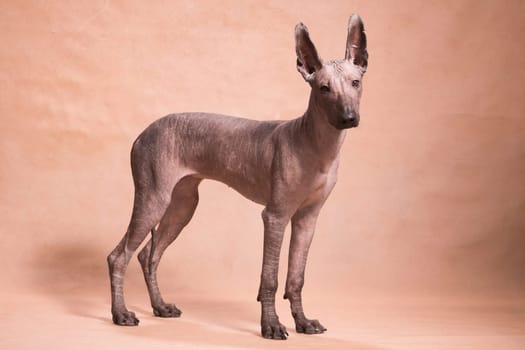 Brown-beige hairless xolo dog (xoloitzcuintle, Mexican hairless dog), stands beautifully indoors on a beige background in the studio