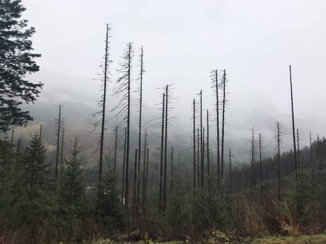 trunks of old pine trees in a foggy forest in Zakopane in rainy weather. High quality photo