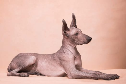 Brown-beige hairless dog of the breed xolo (xoloitzcuintle, mexican hairless dog), is lying indoors on a beige background in the studio
