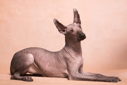 Brown-beige hairless dog of the breed xolo (xoloitzcuintle, mexican hairless dog), is lying indoors on a beige background in the studio