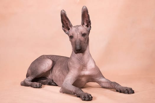 Brown-beige hairless dog of the breed xolo (xoloitzcuintle, mexican hairless dog), is lying indoors on a beige background in the studio