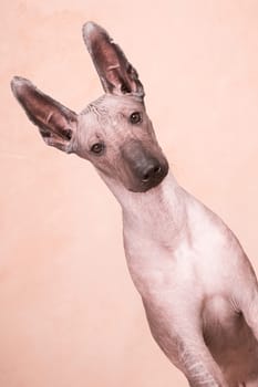 Brown-beige hairless xolo dog (xoloitzcuintle, mexican hairless dog), portrait indoors on a beige background in the studio
