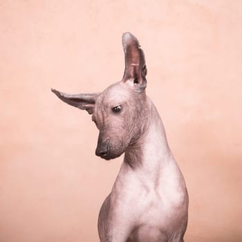Brown-beige hairless xolo dog (xoloitzcuintle, mexican hairless dog), portrait indoors on a beige background in the studio
