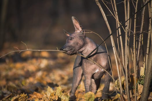 A young puppy, a hairless xolo dog (Xoloitzcuintle, Mexican hairless dog), nibbles a branch of a bush playing with it, against the background of an autumn forest outdoors