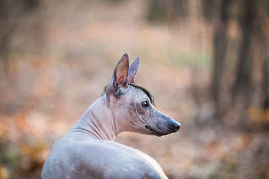 Small brown hairless dog of the Xolo breed (Xoloitzcuintle, Mexican Hairless Dog), portrait with a spread outdoors in the autumn park