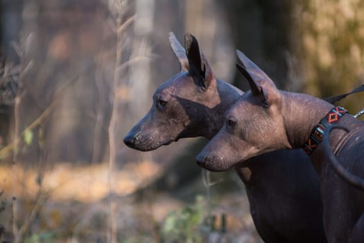 Two large brown hairless xolo dogs (Xoloitzcuintle, Mexican hairless dog), double portrait in profile against the backdrop of an autumn forest outdoors