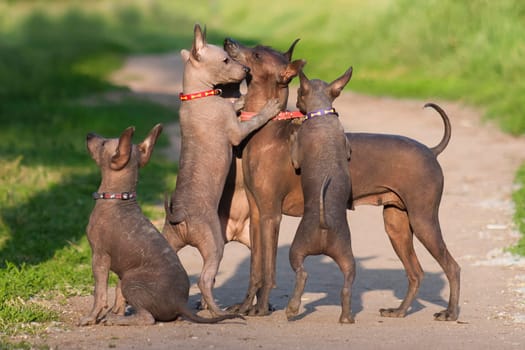 A lot of hairless xolo breed dog (xoloitzcuintle, Mexican hairless dog), mom and puppies play in the summer on a background of green grass outdoors