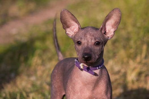 Young little puppy, hairless xolo dog (xoloitzcuintle, mexican hairless dog), with a fluff in his mouth, in the summer on the background of green grass outdoors