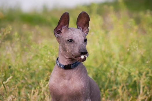 Funny little puppy hairless xolo dog breed (xoloitzcuintle, mexican hairless dog), with a fluff in his mouth, in the summer on the background of green grass outdoors