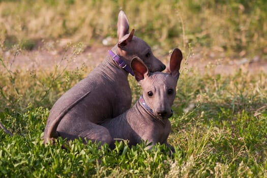 Two small puppies, a hairless xolo dog (Xoloitzcuintle, Mexican hairless dog), play in the summer on a background of green grass outdoors