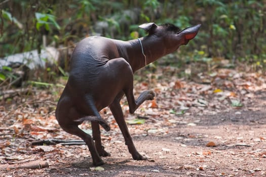 A large brown hairless dog of the Xolo breed (Xoloitzcuintle, Mexican hairless dog), itches very funny with its hind leg, laying out against the backdrop of a summer forest outdoors