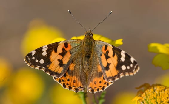A bright butterfly displays its striking orange and black wings on sunny blossoms, embracing the warm weather.