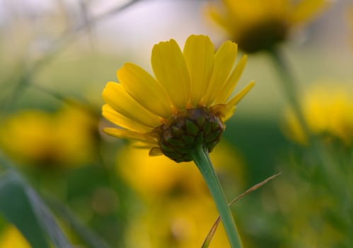 A solitary yellow flower blooms proudly amidst a lush green background, basking in the warm afternoon sun.