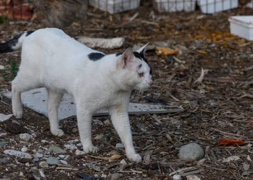 A curious white cat with black patches wanders through a textured landscape of rocks and leaves at dusk.