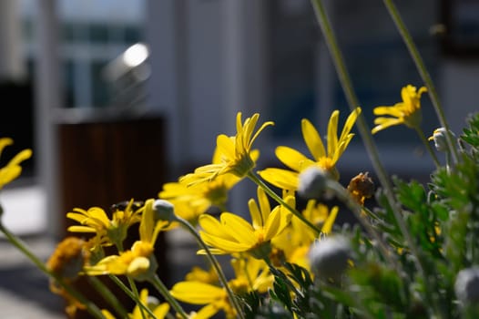 Vibrant yellow blooms burst forth from lush green foliage as sunlight bathes the tranquil garden in warmth.