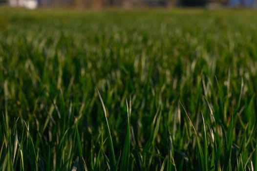 Vibrant blades of grass dance in the wind, reflecting the sunlight on a serene afternoon in the countryside.