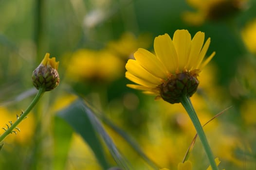 Golden petals bloom gracefully beside a budding flower under soft sunlight in a serene garden atmosphere.