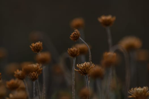 Delicate flowers with golden hues dance softly in the dusk air, creating a tranquil atmosphere filled with beauty.