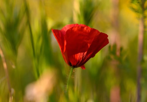 A striking red poppy stands tall in a meadow, illuminated by sunlight, surrounded by verdant greenery under a clear sky.