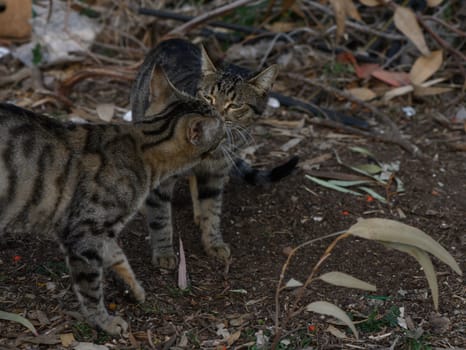 Two curious cats nuzzle in vibrant leaves, showing affection in their playful encounter.