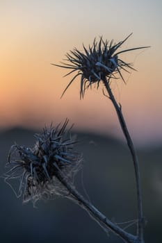 A striking contrast unfolds as spiky thistles stand tall against a colorful sunset, capturing nature's beauty.